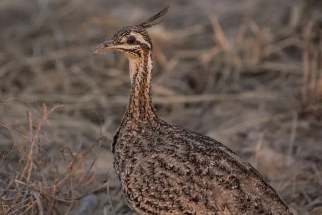 La martinecha chaqueña